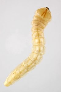 Temognatha mitchellii, PL4268, larva, from Allocasuarina muelleriana ssp. muelleriana (PJL 3359), in EtOH (dorsal), SE, 24.8 × 4.6 mm